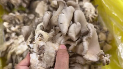 Oyster Mushroom Stock Footage 295815888