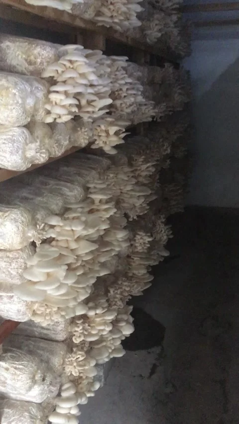 Oyster Mushroom Stock Footage 310531403