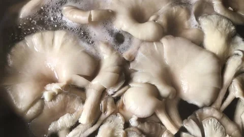 Oyster mushroom Vídeo Stock 338390421