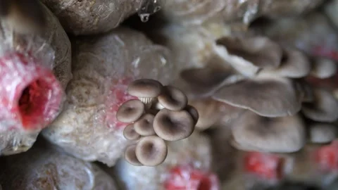 Oyster Mushroom Growing on Spawn Bag in Indoor Organic Farm Video stock 329347413
