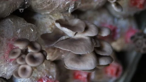 Oyster Mushroom Growing on Spawn Bag in Indoor Organic Farm Video stock 329347419