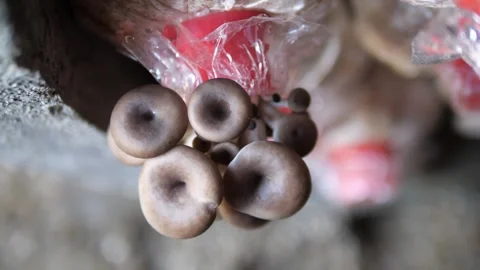 Oyster Mushroom Growing on Spawn Bag in Indoor Organic Farm Video stock 329347429