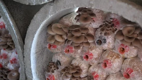 Oyster Mushroom Growing on Spawn Bag in Indoor Organic Farm Video stock 329347455