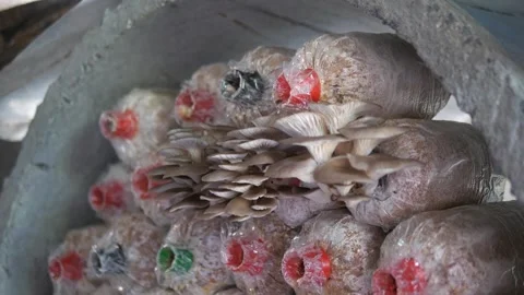 Oyster Mushroom Growing on Spawn Bag in Indoor Organic Farm Video stock 329347462