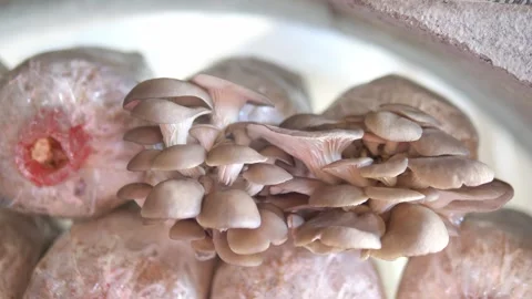 Oyster Mushroom Growing on Spawn Bag in Indoor Organic Farm Video stock 329347464