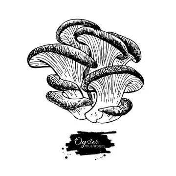 Oyster mushroom hand drawn vector illustration. Sketch food draw Stock Illustration