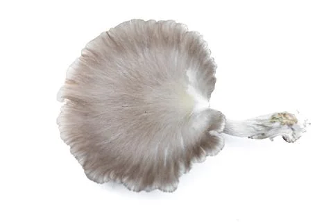 Oyster Mushroom (Phoenix Mushroom, Lung Oyster Mushroom) is a good choice. Stock Photos