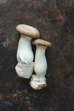 Oyster mushroom on rustic background Stock Photos