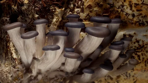 Oyster Mushroom Time-lapse Stock Footage
