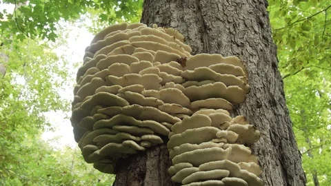 Oyster mushroom on tree Stock Footage 100137583