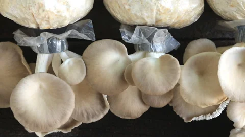 Oyster mushrooms and cultivation. Stock Footage 41660853