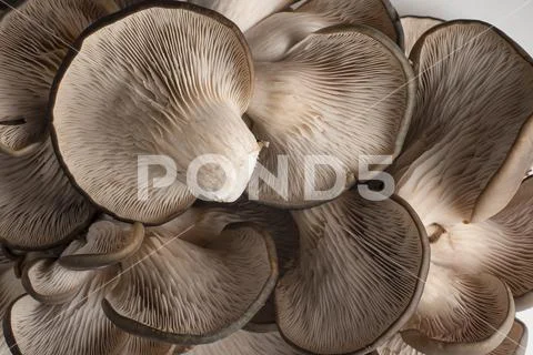 Oyster mushrooms Stock Photos