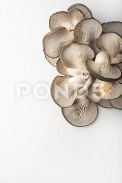 Oyster mushrooms Stock Photos