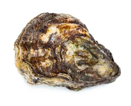 Oyster Stock Photos