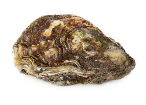 Oyster Stock Photos