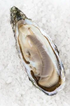 Oyster Stock Photos