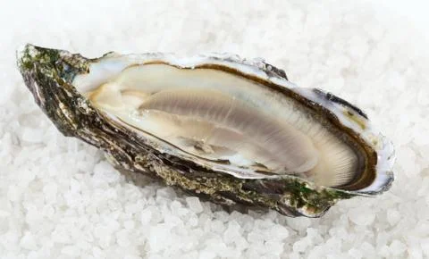 Oyster Stock Photos