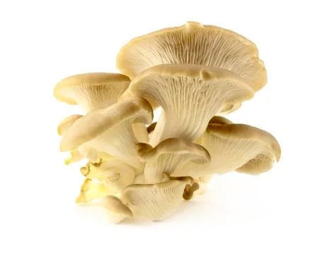 Oyster Stock Photos