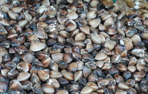 Oyster Stock Photos
