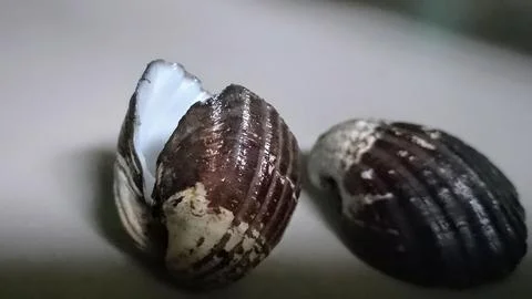 Oyster Stock Photos