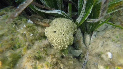 An oyster on a rock on the seabed Stock Footage 68806514
