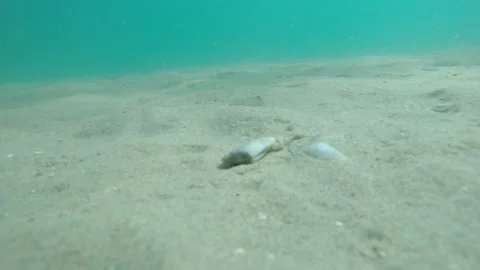 Oyster on seabed Video stock 146065592