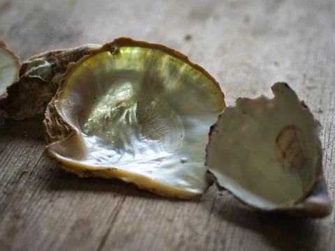 Oyster Shell 2 Stock Photos