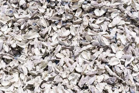 Oyster shell background Stock Photos