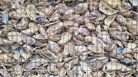 Oyster shell background. Seashells stacked behind metal grid. Stock Photos