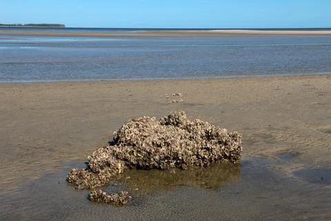 Oyster Shell Cluster On Beach Stock Photos