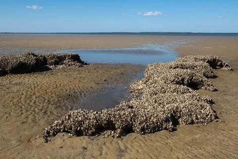 Oyster Shell Cluster On Beach Stock Photos