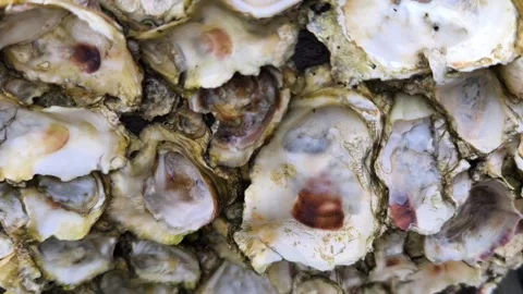 Oyster Shell Cluster Texture Stock Footage 340851796