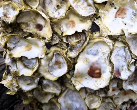 Oyster Shell Cluster Texture Stock Photos