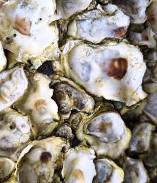 Oyster Shell Cluster Texture Stock Photos