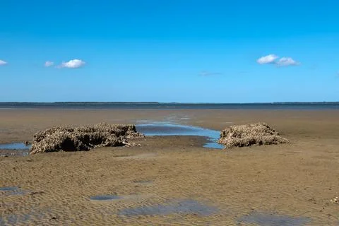 Oyster Shell Clusters On Beach Stock Photos