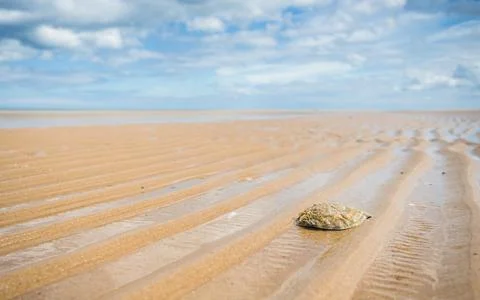 Oyster shell on Holkham beach Stock Photos