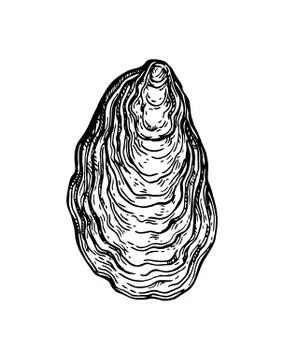 Oyster shell ink sketch. 스톡 일러스트