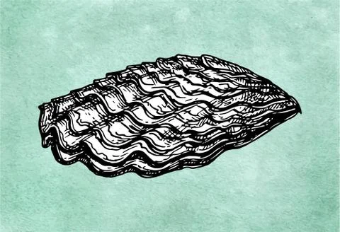 Oyster shell ink sketch Stock Illustration
