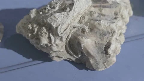 Oyster shell. Large oyster shell. sea dweller Stock Footage 192532643