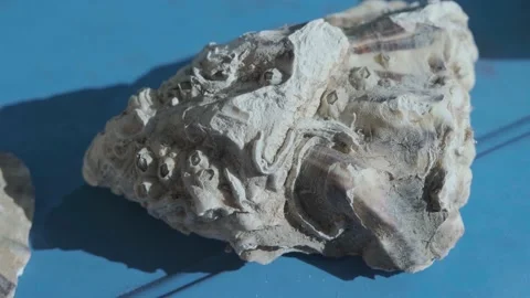 Oyster shell. Large oyster shell. sea dweller Vídeo Stock 195122196