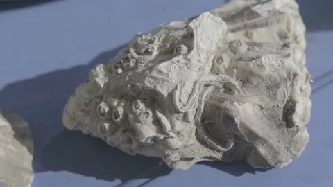 Oyster shell. Large oyster shell. sea dweller Stock Footage 195122199