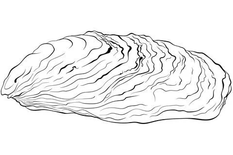 Oyster shell line art Illustrazione stock