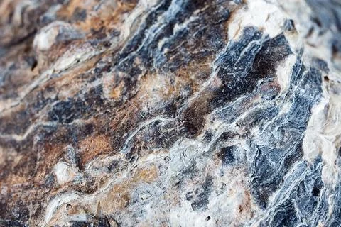 Oyster shell macro shot Stock Photos