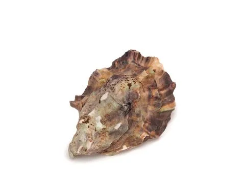 Oyster shell, oyster shell after clam shell at the market. Stock Photos