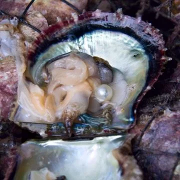 Oyster shell with pearl Stock Photos