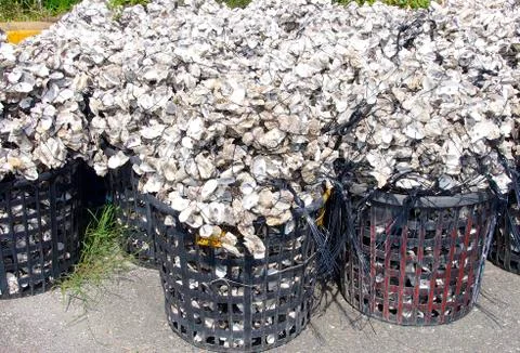 Oyster shell Stock Photos