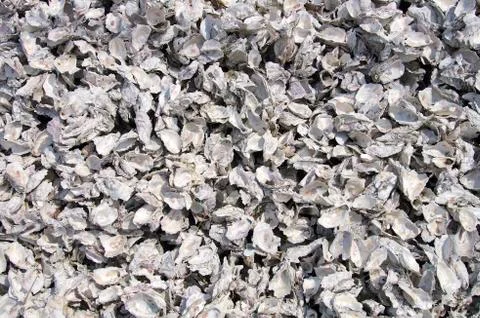 Oyster shell Stock Photos
