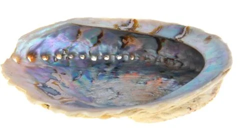 Oyster shell Stock Photos