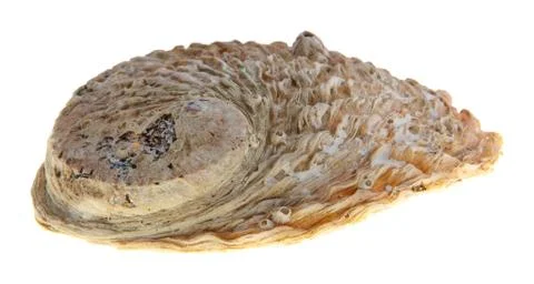 Oyster shell Stock Photos
