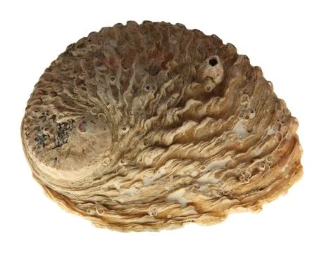 Oyster shell Stock Photos